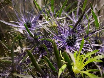 Close-up of purple flowering plants on field