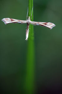 Close-up of platyptilia gonodactyla - triangle plume moth