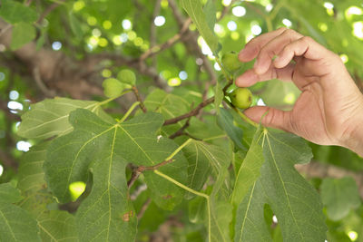 Close-up of hand holding plant leaves