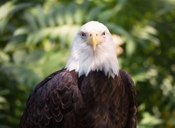 Close-up portrait of bald eagle