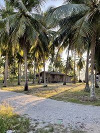 Empty road by palm trees and plants in park