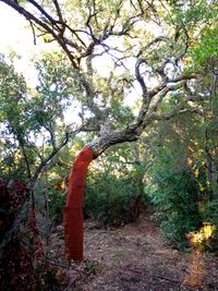 Trees growing on field in forest against sky