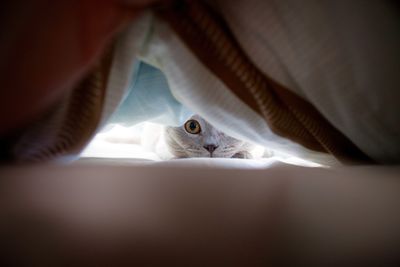 Portrait of cat covered with blanket