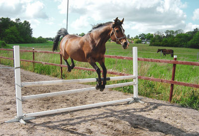 Horse standing in ranch