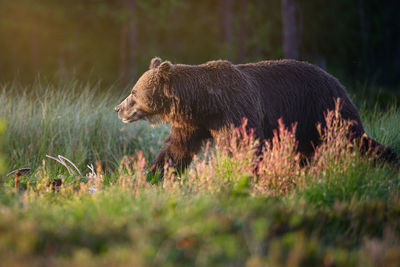 BEAR Brown Bear
