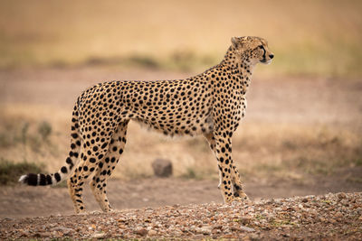 Side view of cheetah on field 