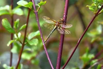 Close-up of dragonfly on plant