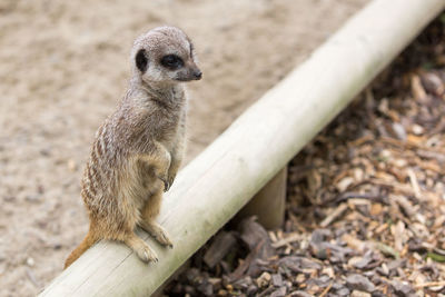 Close-up of meerkat