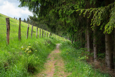 Footpath amidst trees on field