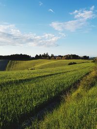 Scenic view of agricultural field against sky