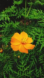 Close-up of yellow flower in field