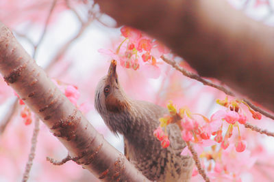 Close-up of bird perching on branch