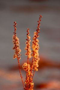 Close-up of orange flowering plant against sky during sunset