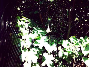 Low angle view of trees