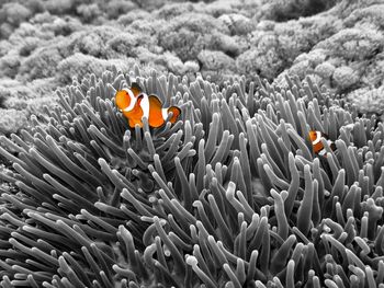 View of fish in sea