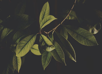 Close-up of leaves against black background