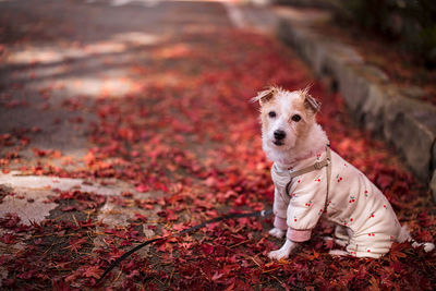 Dog sitting on leaves during autumn