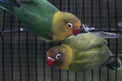 Close-up of parrot in cage