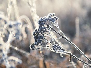 Close-up of frozen plant