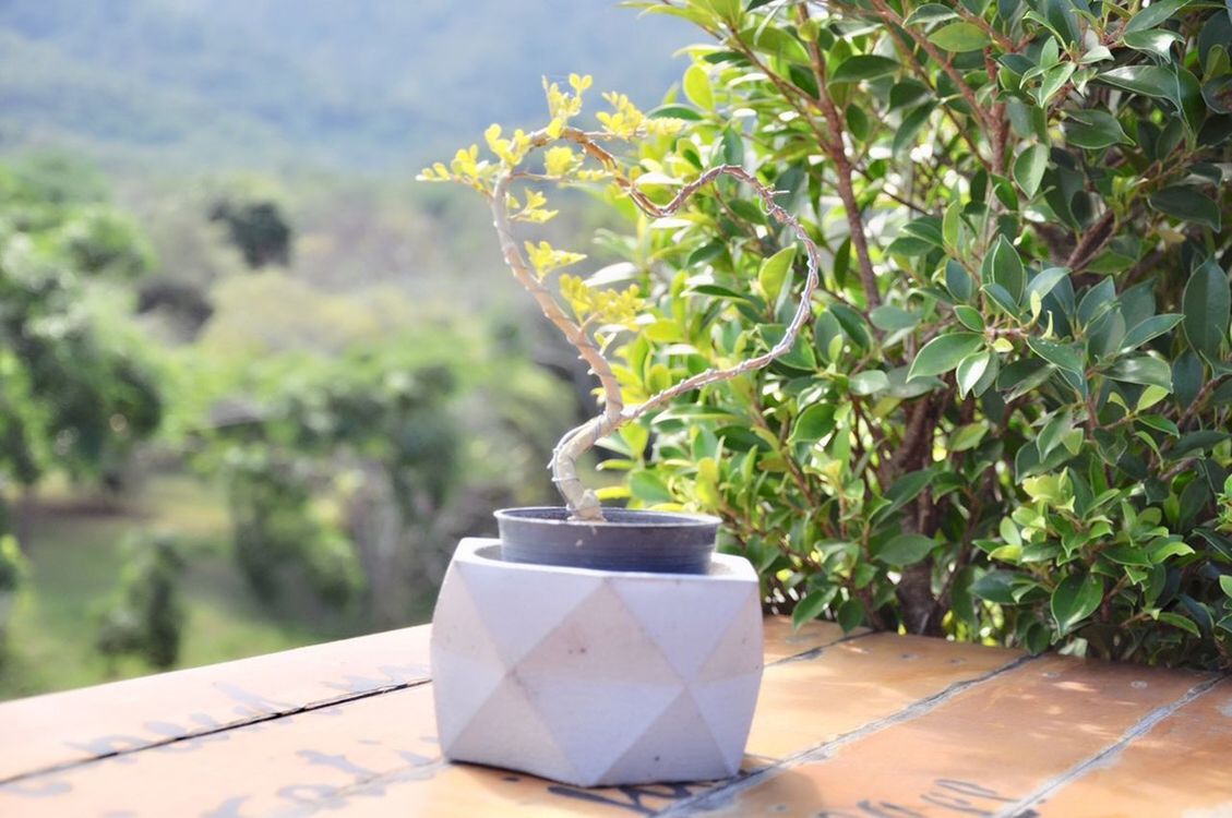 CLOSE-UP OF POTTED PLANT ON TABLE AGAINST TREES