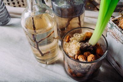 Germination of seedlings at home. growing plants in water in a glass vase with fertilizers.