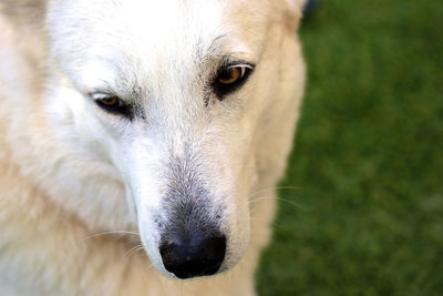 Close-up portrait of dog eye