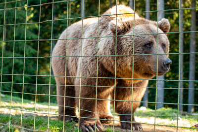 Bear in zoo