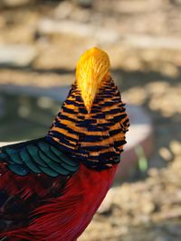 Close-up of a bird