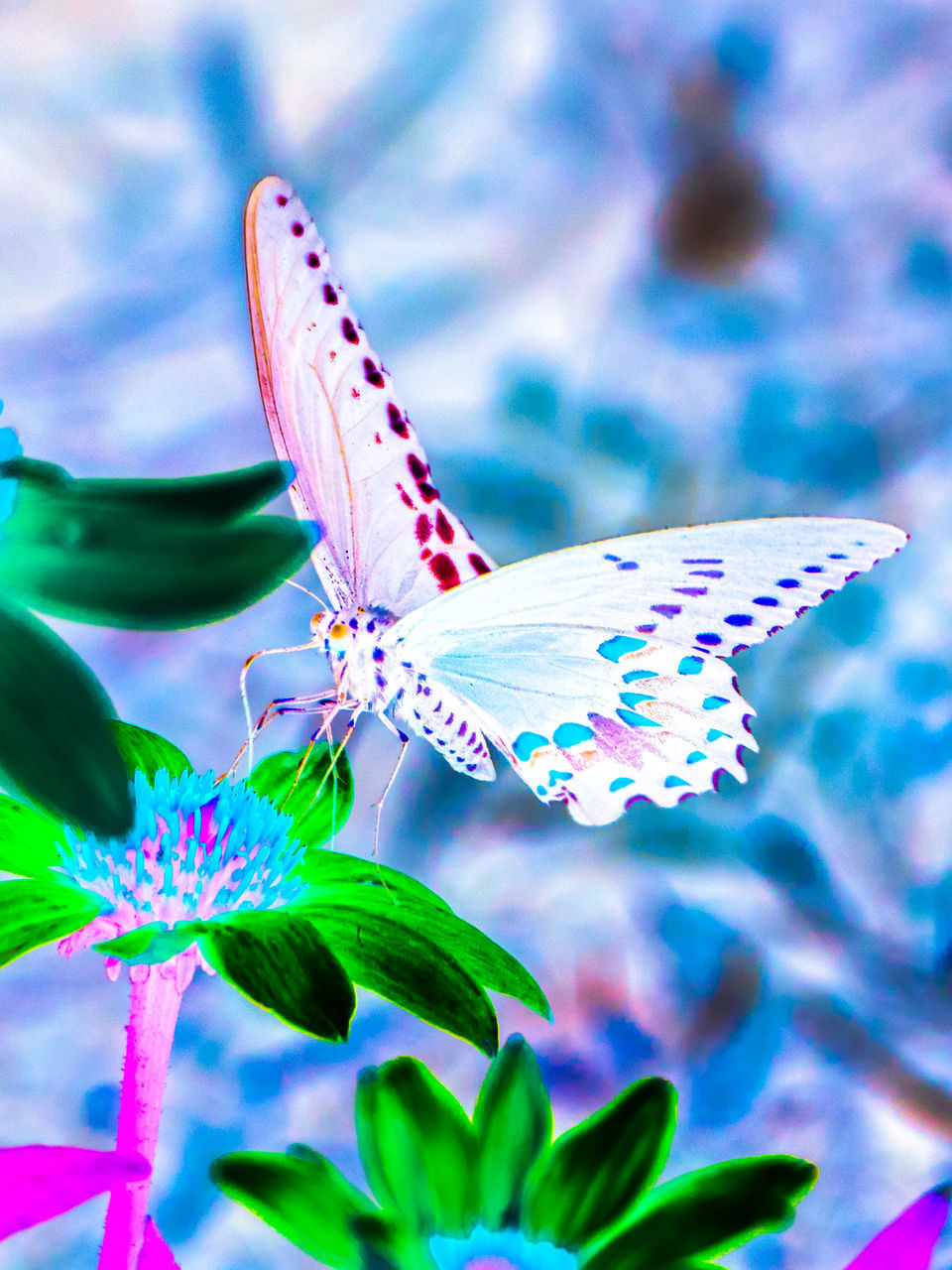 CLOSE-UP OF BUTTERFLY POLLINATING FLOWER