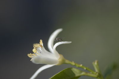 Close-up of white flowering plant