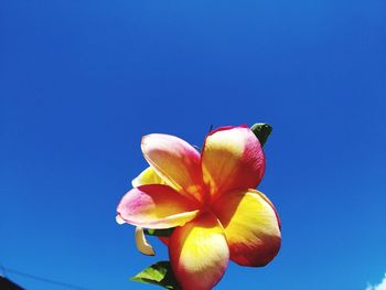 Low angle view of blue flowering plant against sky