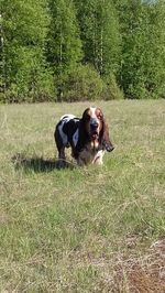 Dog lying on grassy field