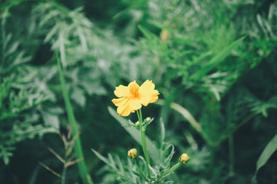 Close-up of yellow flowering plant on field