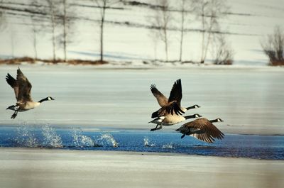 Bird flying over water