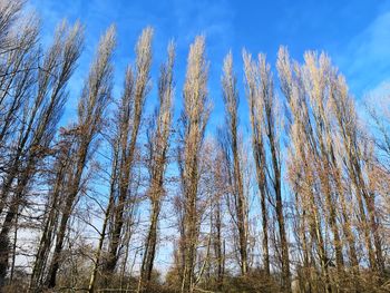 Low angle view of trees against sky