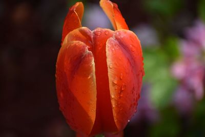 Close-up of orange rose flower