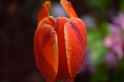 Close-up of orange wet flower