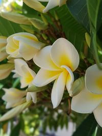 Close-up of flowers blooming outdoors