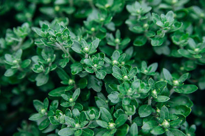 Background of chrysanthemum flower leaves. green carved leaves grow densely in the bush.