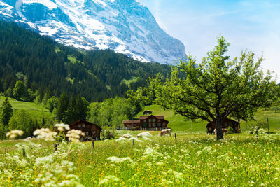 Trees and plants on field against mountains