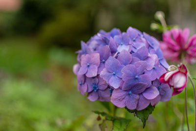 Close-up of purple hydrangea flowers