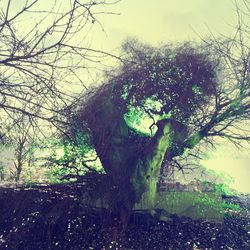 Low angle view of trees against sky