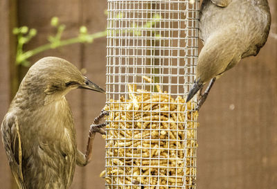 Close-up of bird perching on feeder