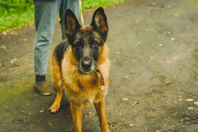 German shepherd walks in the forest in summer