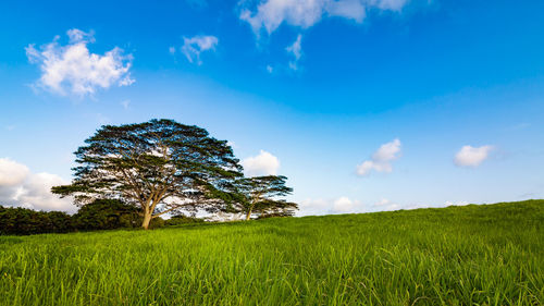 Tree on field against sky