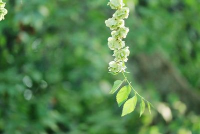 Close-up of fresh green plant
