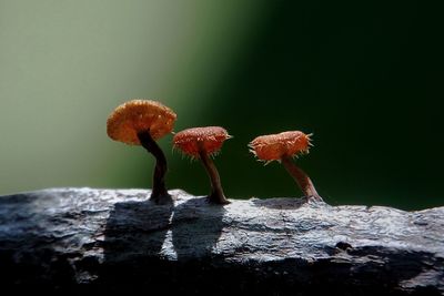 Close-up of mushroom growing on plant