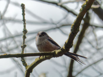 Close-up of bird perching on branch