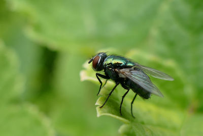 Close-up of fly on leaf