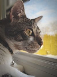 Close-up of cat looking away at window